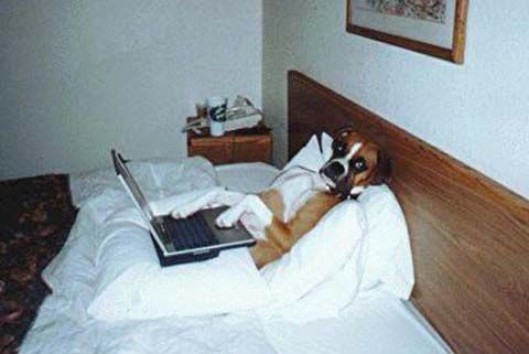 doglaptopbed.jpg