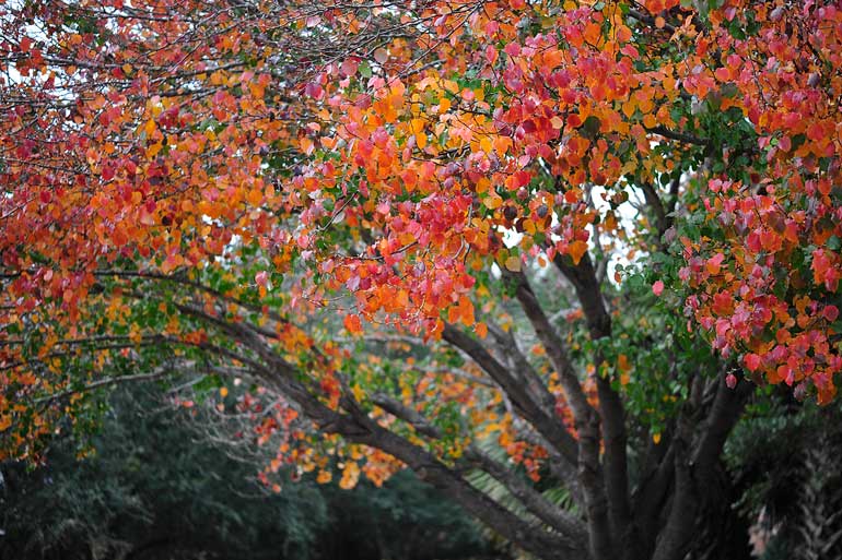 9844-multicolored-leaves-on-tree.jpg