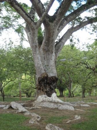 the-awesome-heart-tree.jpg