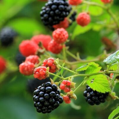 Growing Blackberries on Your Homestead