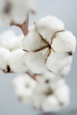 organic-cotton.jpg