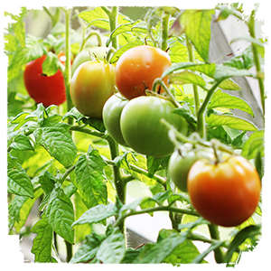 Close up of tomatoes on the vine, some riper than the others; click to learn more about the upcoming webinar.