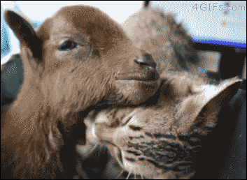 Cat-and-Goat-random-38665199-353-258.gif
