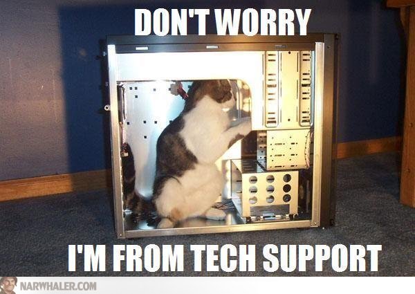 cat-tech-support-fixing-computer-yinhxr.jpg