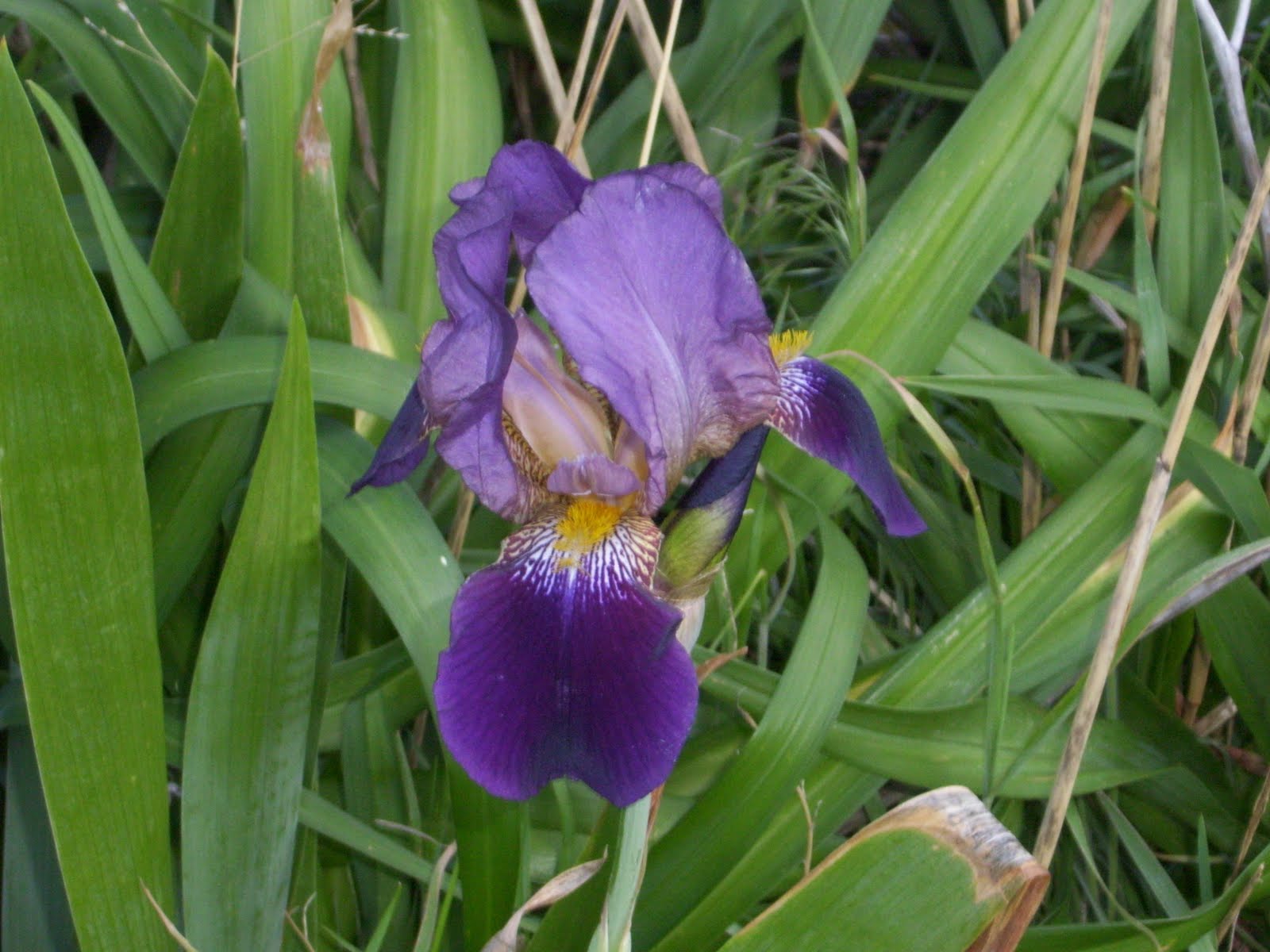 Purple_Purple+Iris+w+Yellow+beard.jpg