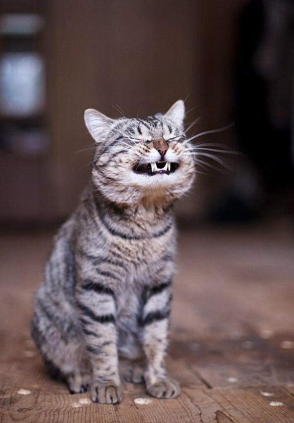 funny-cat-pictures-part-2-06-13-2012-016.jpg