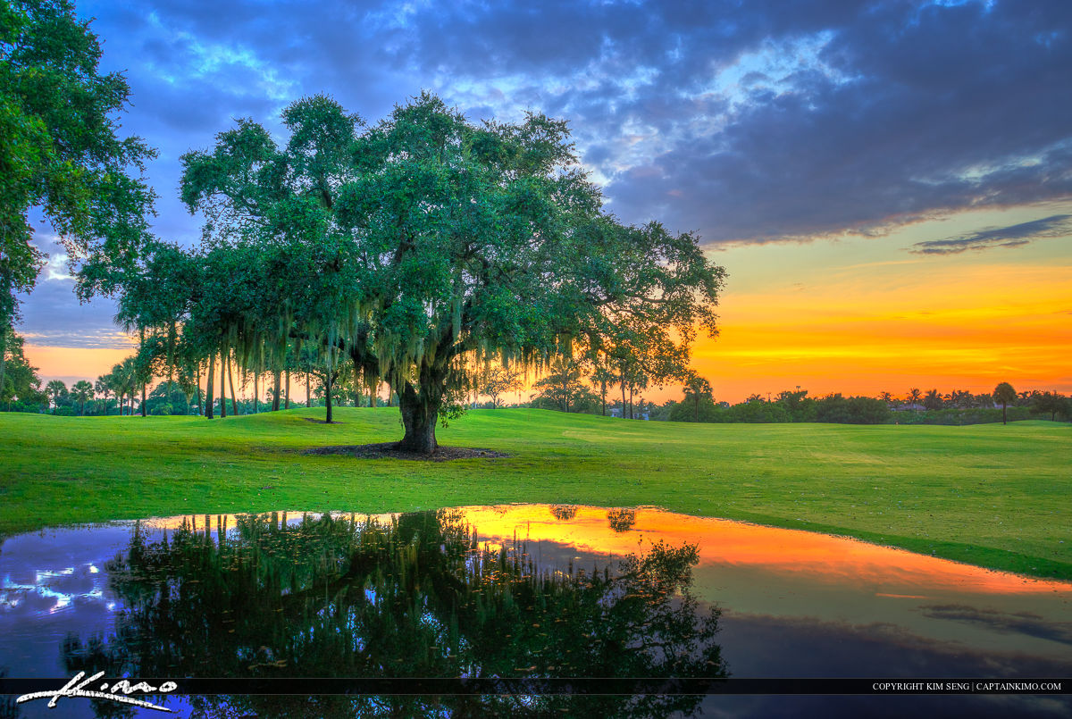 Oak-Tree-at-Golf-Course-North-Palm-Beach-Florida.jpg