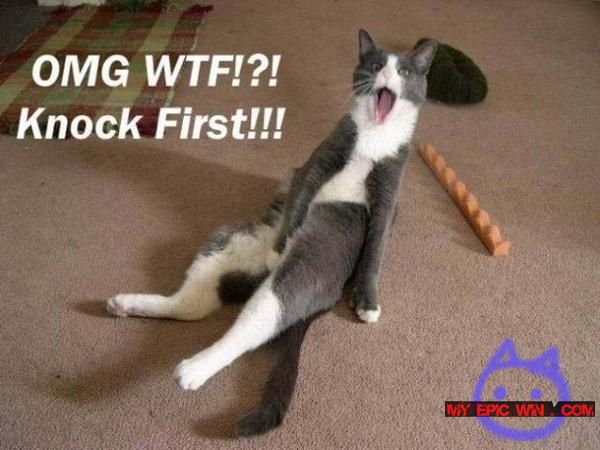 omg-wtf-knock-first-masturbating-cat.jpg