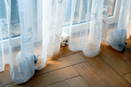 animals-bright-cat-curtains-cute-floor-Favim.com-43189.jpg