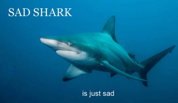 sad-shark-original1.jpg