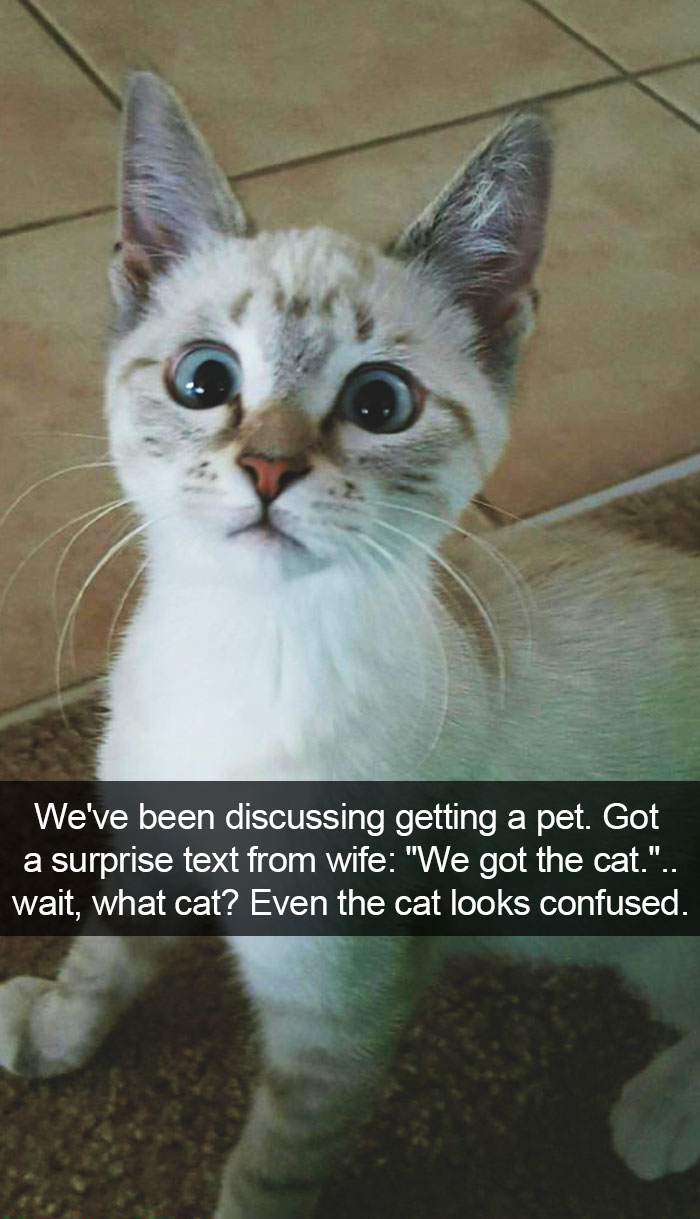hilarious-cat-snapchats-109-594929d30e8ea__700.jpg