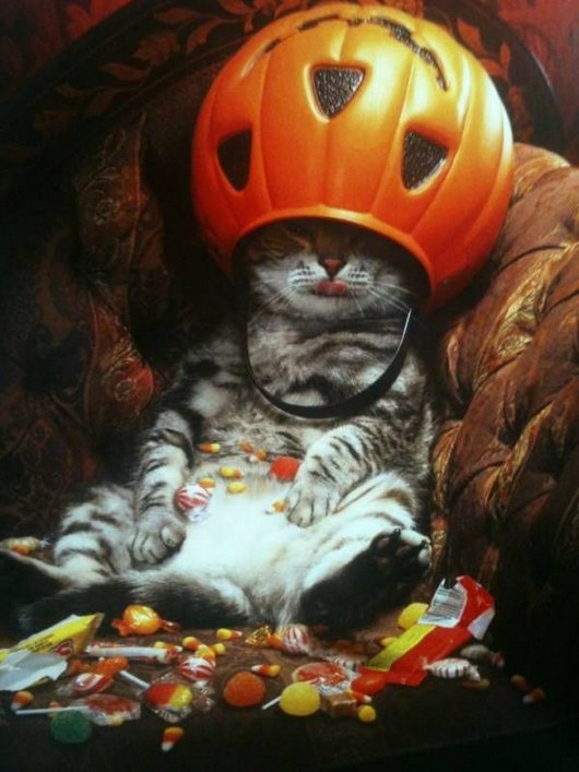this-cat-is-king-of-halloween-pic-15.jpg