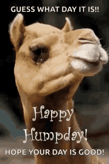 greeting-happy-humpday.gif