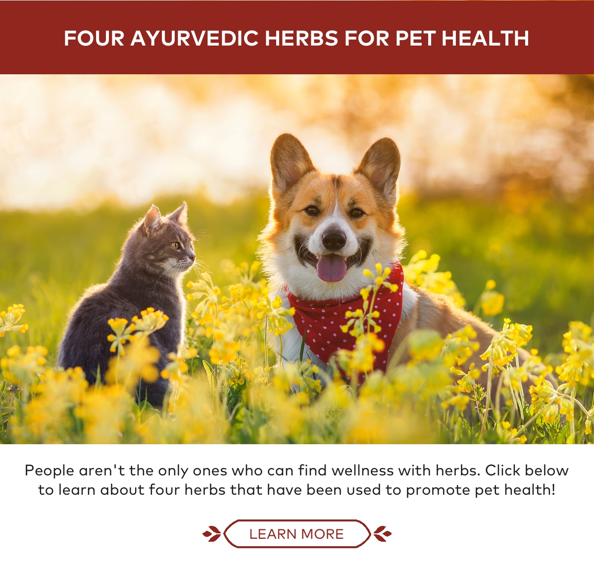 Four Ayurvedic Herbs for Pet Health
