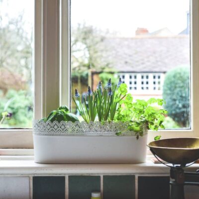 Kitchen Garden Ideas for Your Home