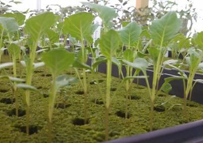 Avoid Transplanting Seedlings Too Early