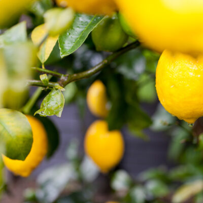 Prune Lemon Trees in Summer