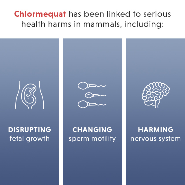 Chlormequat has been linked to serious health harms, like damage to the reproductive and nervous systems