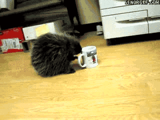 morning-coffee-with-mr-porcupine