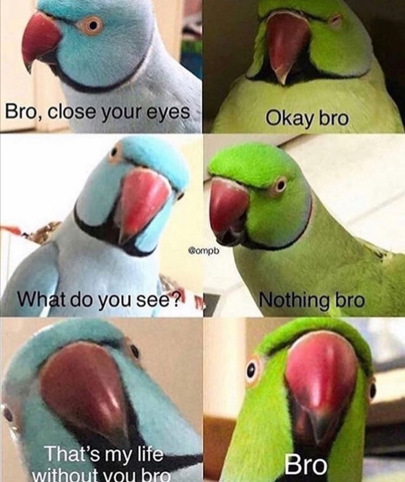 funny-and-cute-meme-about-a-parrot-bromance