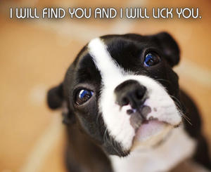 300-160315142-cute-boston-terrier-puppy-with-funny-caption.jpg