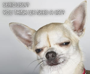 300-469718751-suspicious-chihuahua-with-funny-caption.jpg