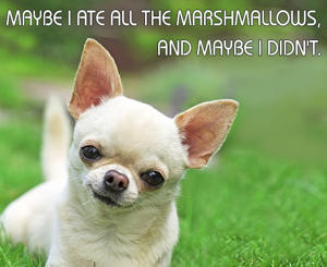 300-476488393-cute-chihuahua-dog-with-funny-caption.jpg