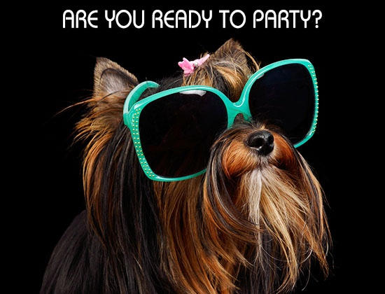 550-137876498-yorkshire-terrier-sunglasses-with-funny-caption.jpg