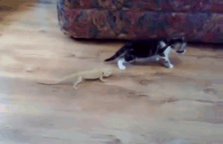 cat-lizard-freakout.gif