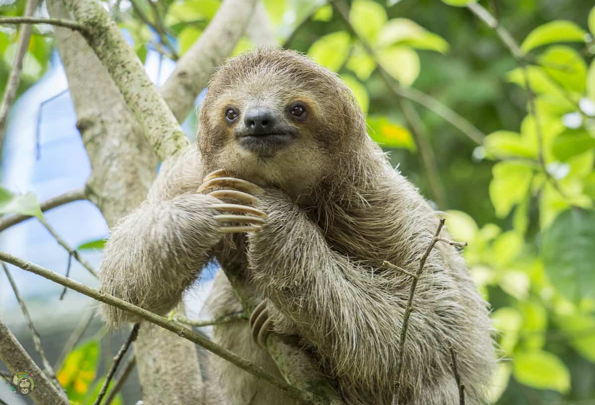 3-toed-sloth-TRR.jpg