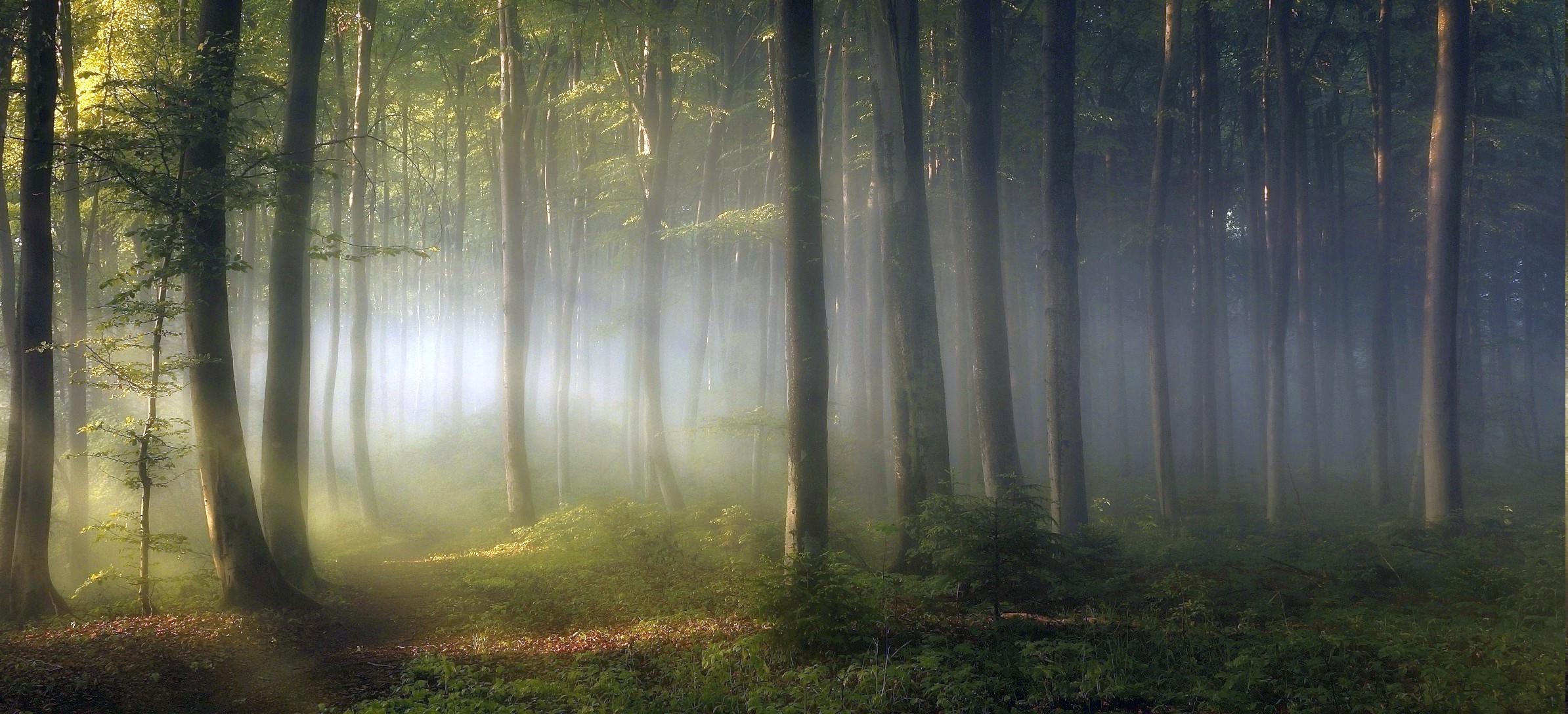 198311-morning-forest-shrubs-sunrise-trees-path-mist-leaves-green-nature-landscape.jpg