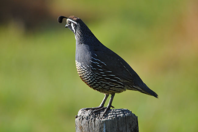 Californian-quail.jpg