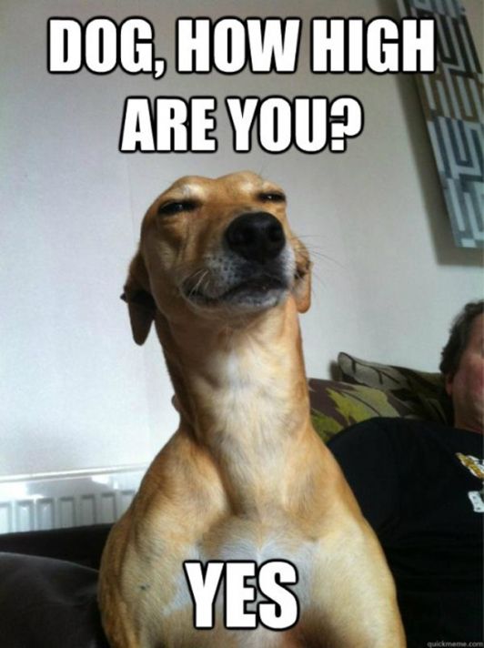 Funny-Dog-Meme-Dog-How-High-Are-You-Yes-Picture.jpg